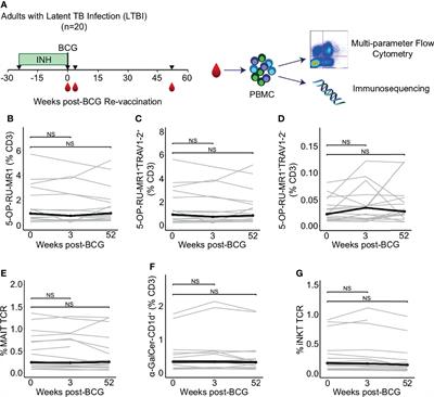 Durable Expansion of TCR-δ Meta-Clonotypes After BCG Revaccination in Humans